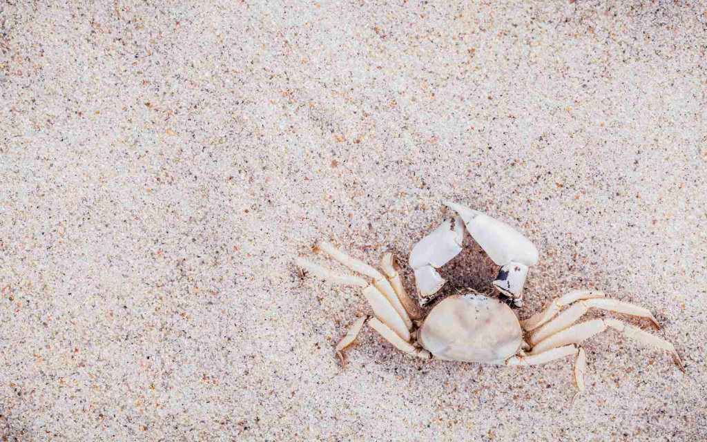white-crab-beach-sand-summer-beach-concept (1).jpg white-crab-beach-sand-summer-beach-concept (1).jpg