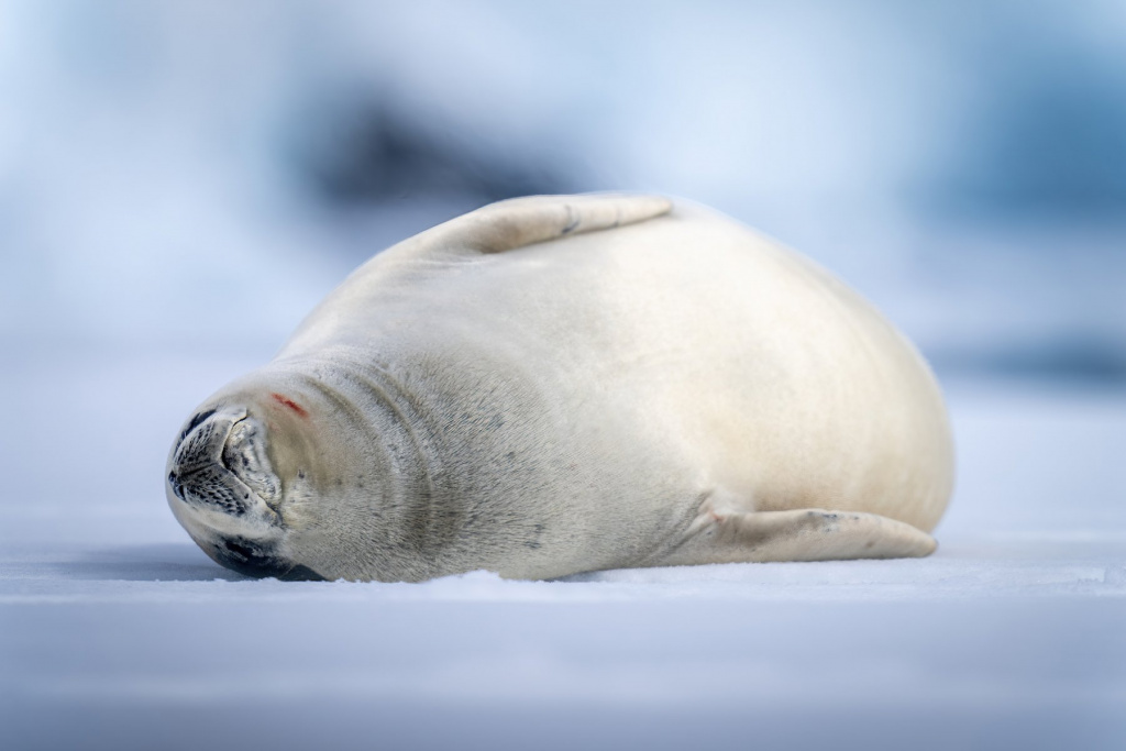 crabeater-seal-lying-asleep-ice-floe (1).jpg crabeater-seal-lying-asleep-ice-floe (1).jpg