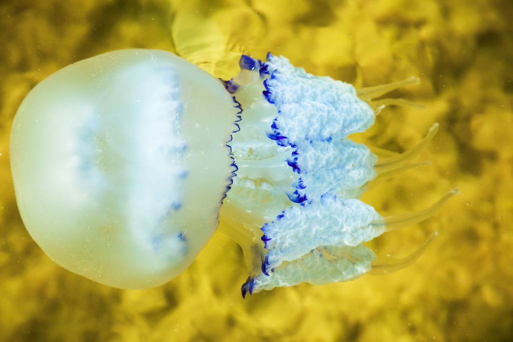 jellyfish-surface-water-closeup (1).jpg jellyfish-surface-water-closeup (1).jpg