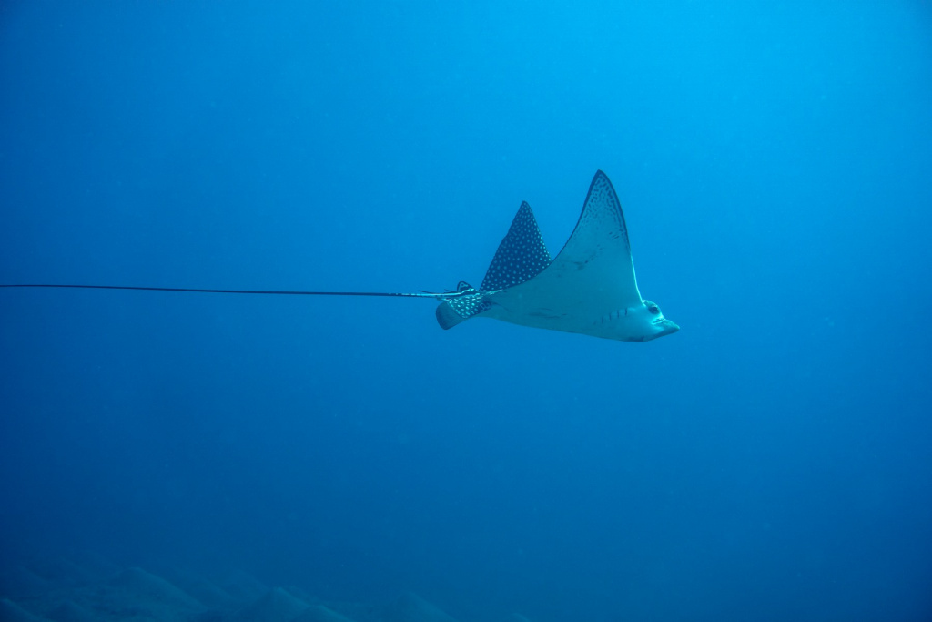 spotted-eagle-ray-aetobatus-narinari-swimming-sea (1).jpg spotted-eagle-ray-aetobatus-narinari-swimming-sea (1).jpg